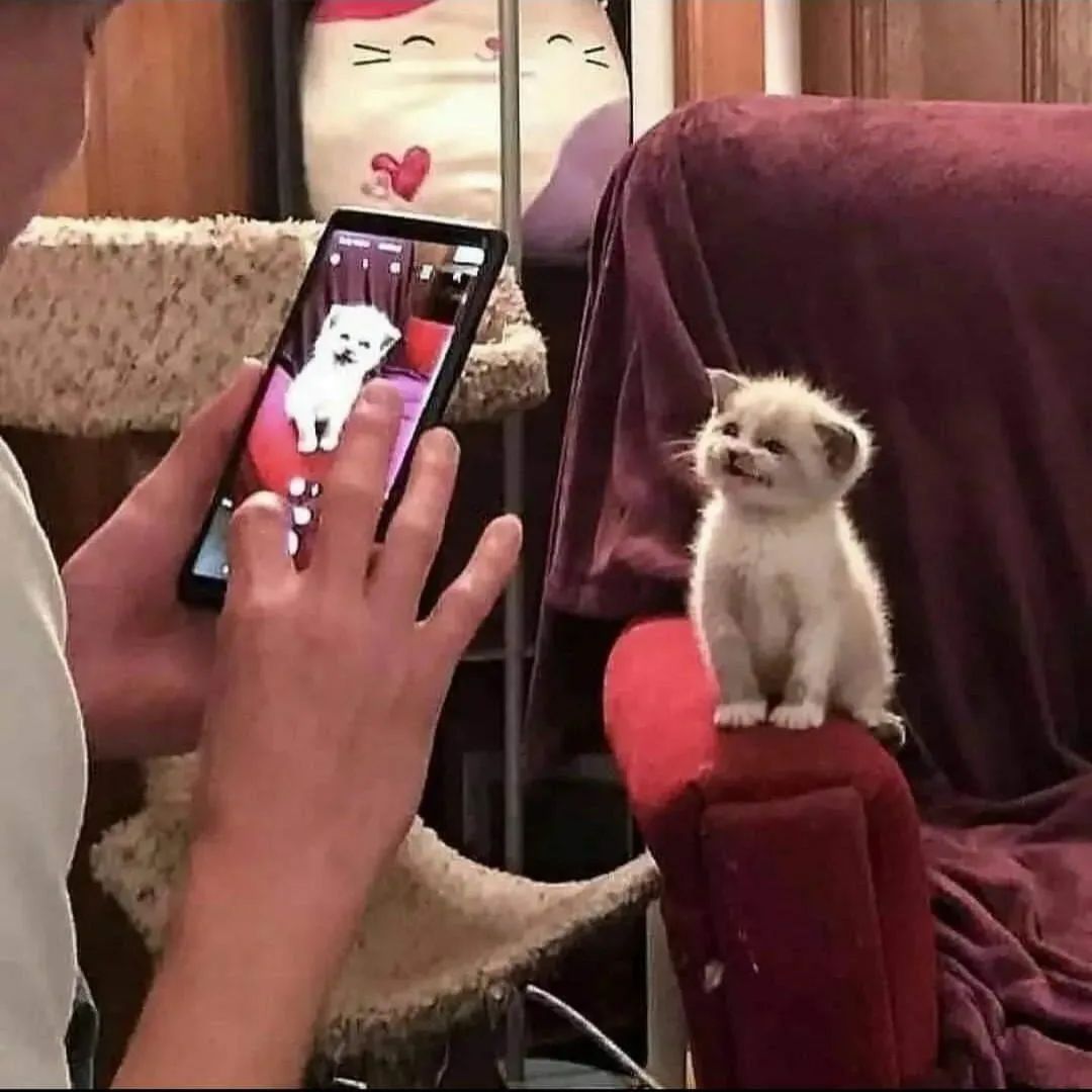 Kedi de yavşak oldu.....