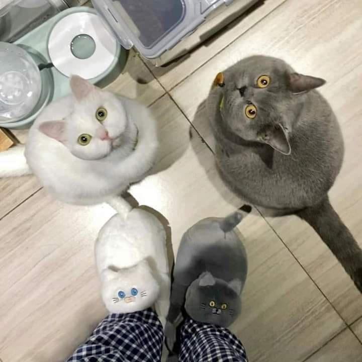 Denk gelişler...