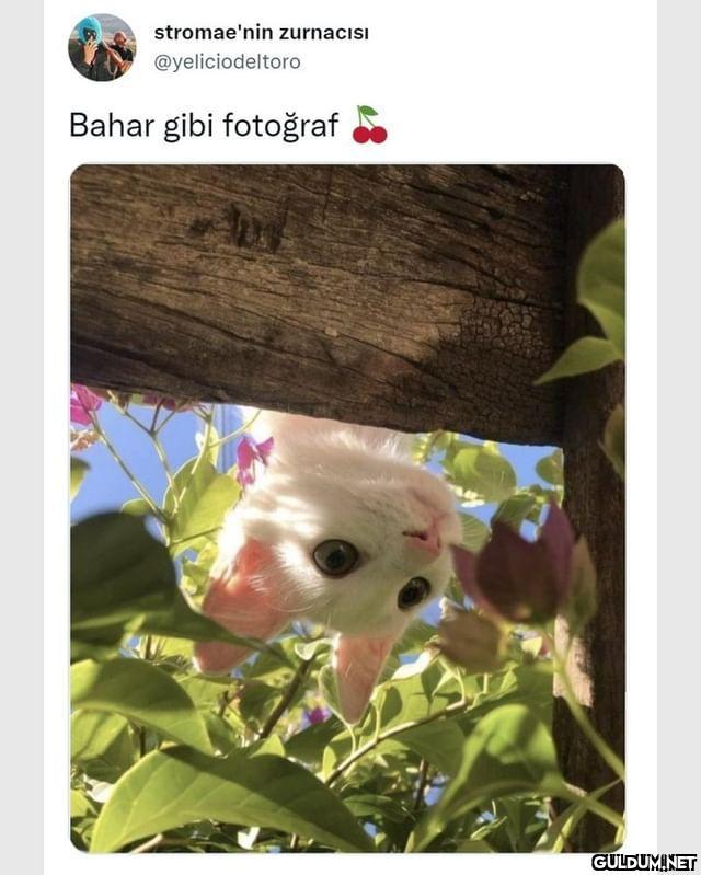 Kaynak