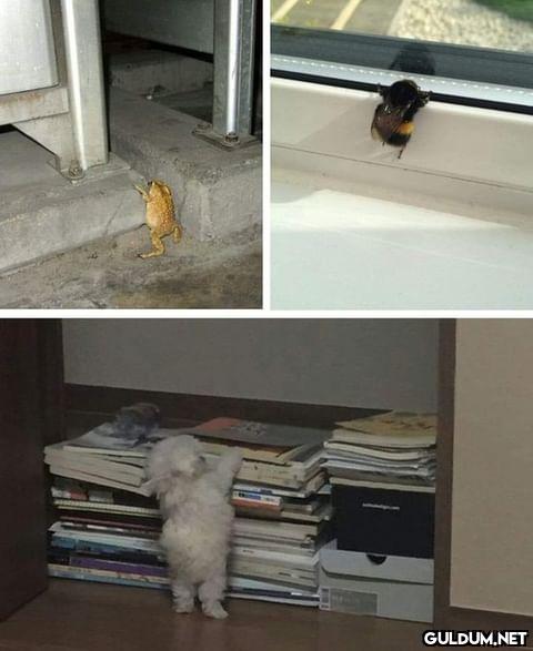 Aşamayanlar..  Kaynak