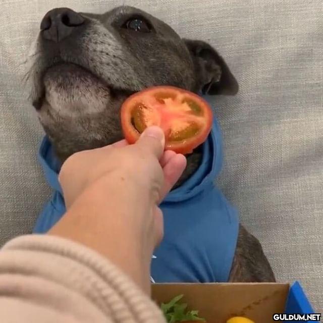 Gelen pizzaya tam...