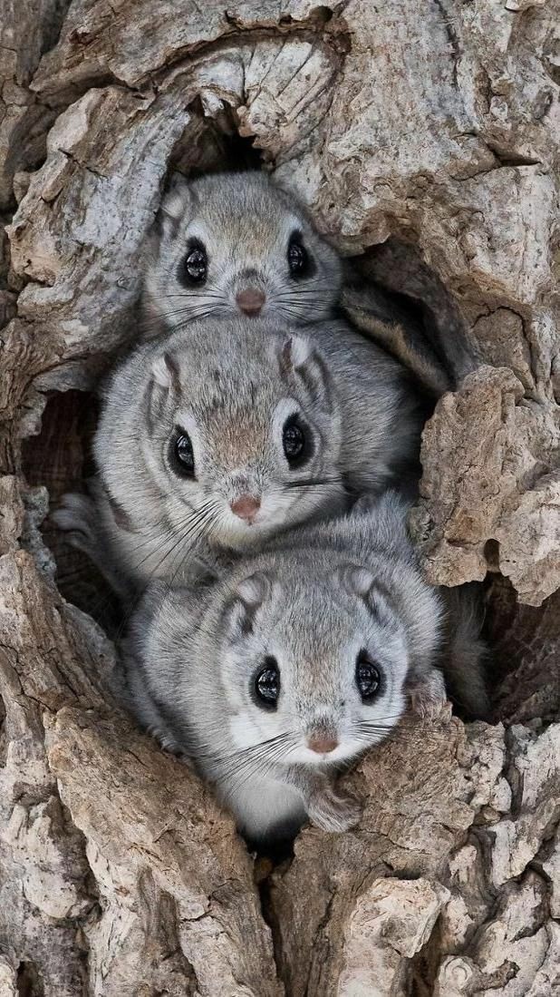 🐿️Japon Cüce Uçan Sincap....