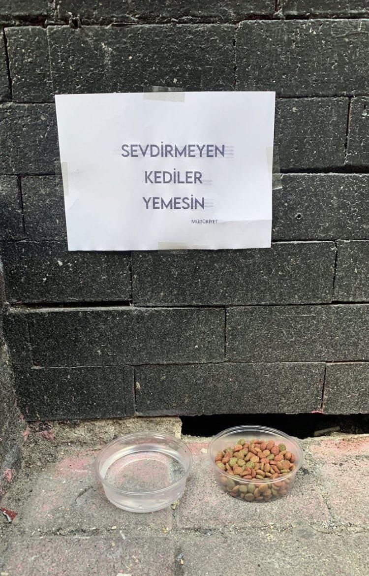 Kediler: tm...