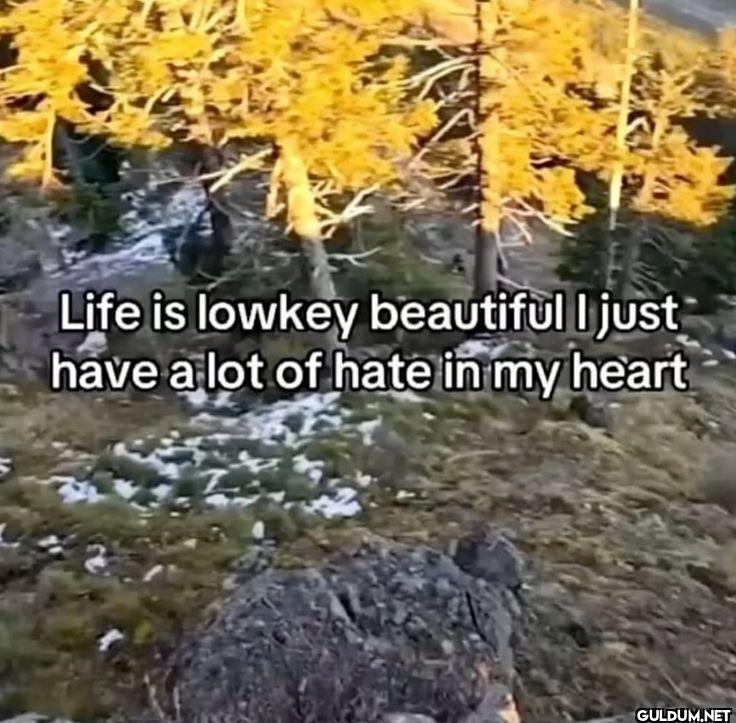 Life is lowkey beautiful I...