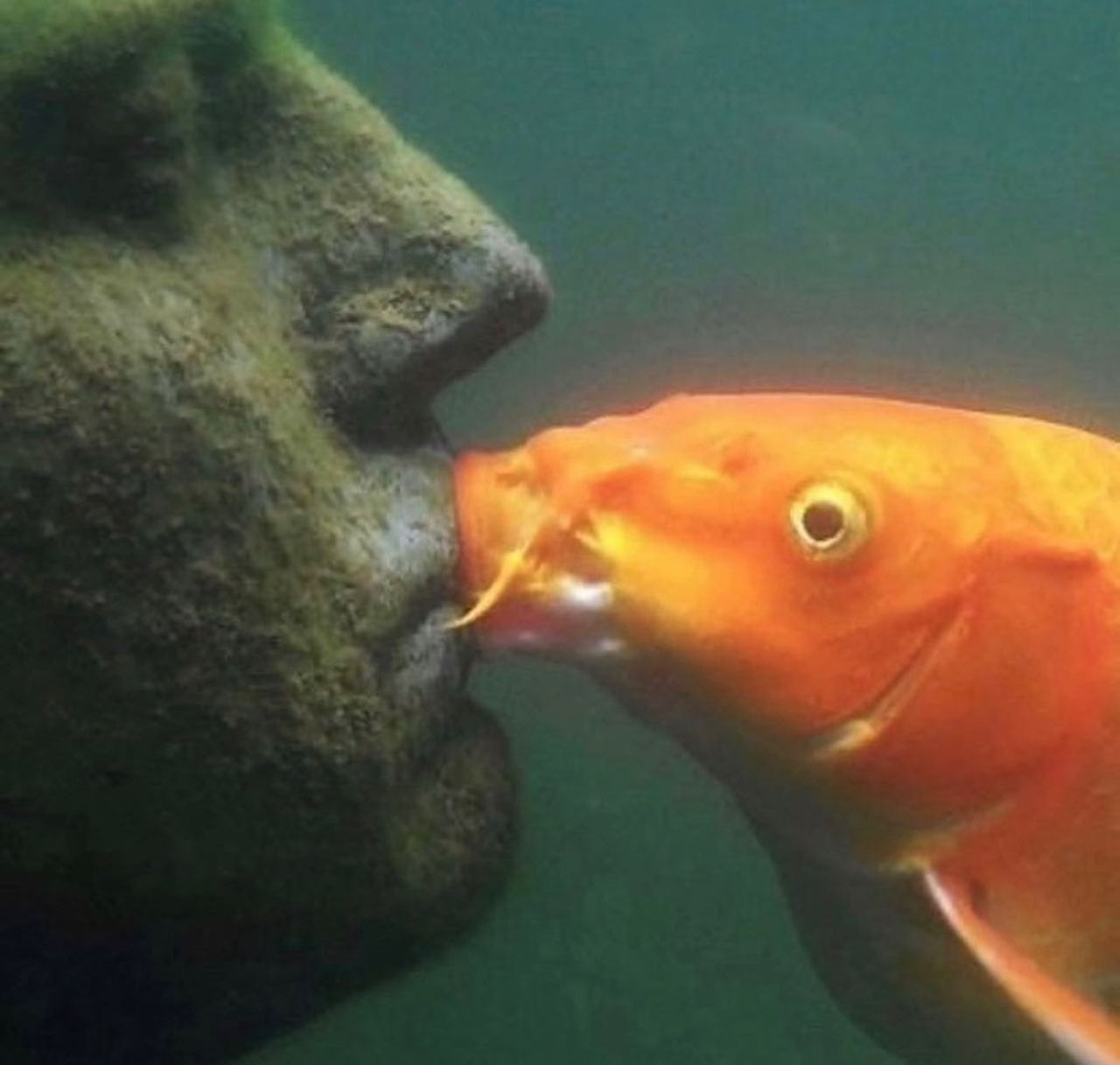 @whyfallinlove.lol 🐡  Kaynak