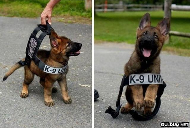 K-9 okulunda ilk gün 🐶  ...