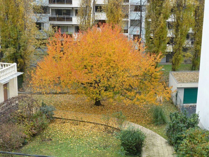 🌳İnsandan tehlikeli...