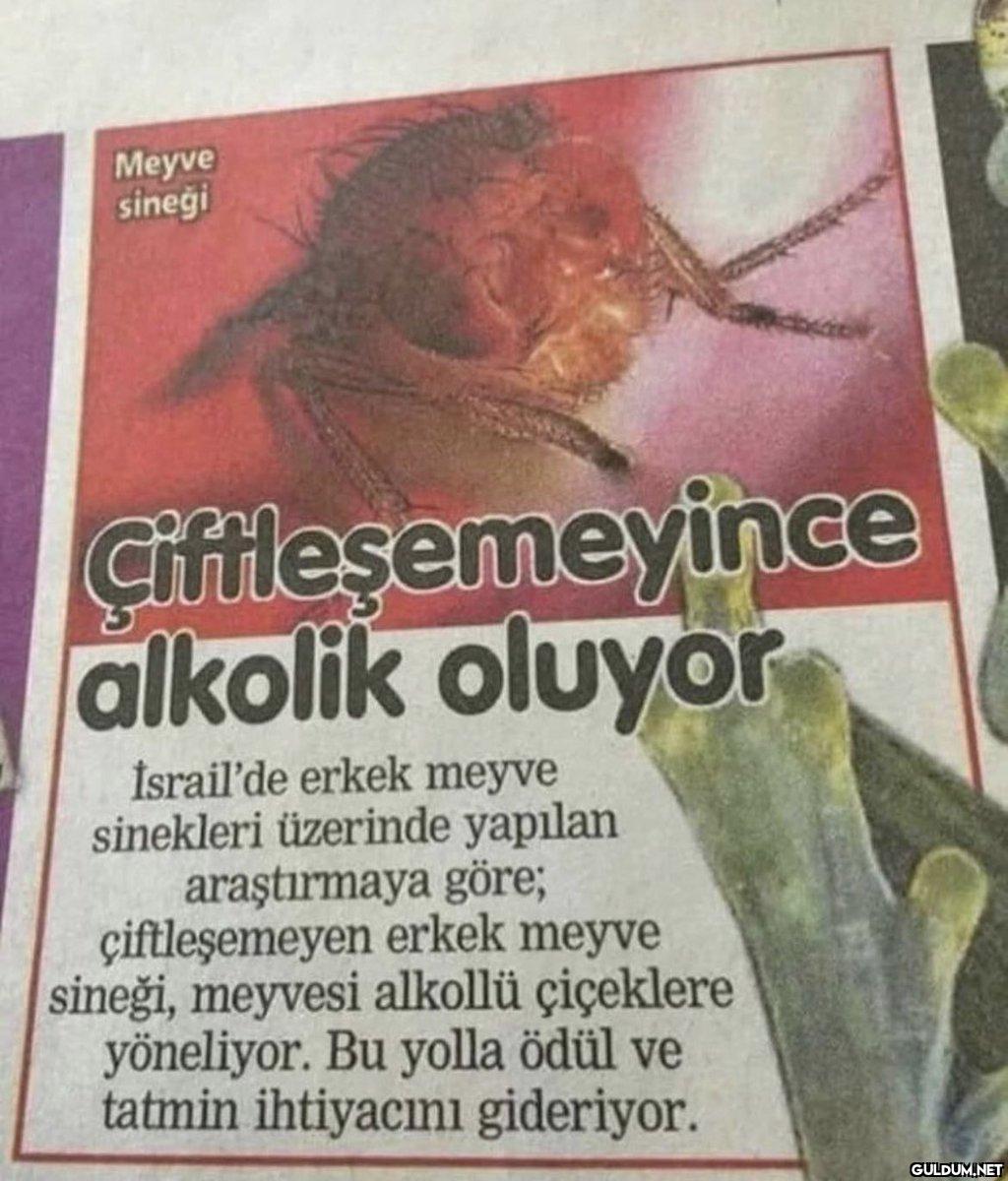 @Alkolikyorumlar...