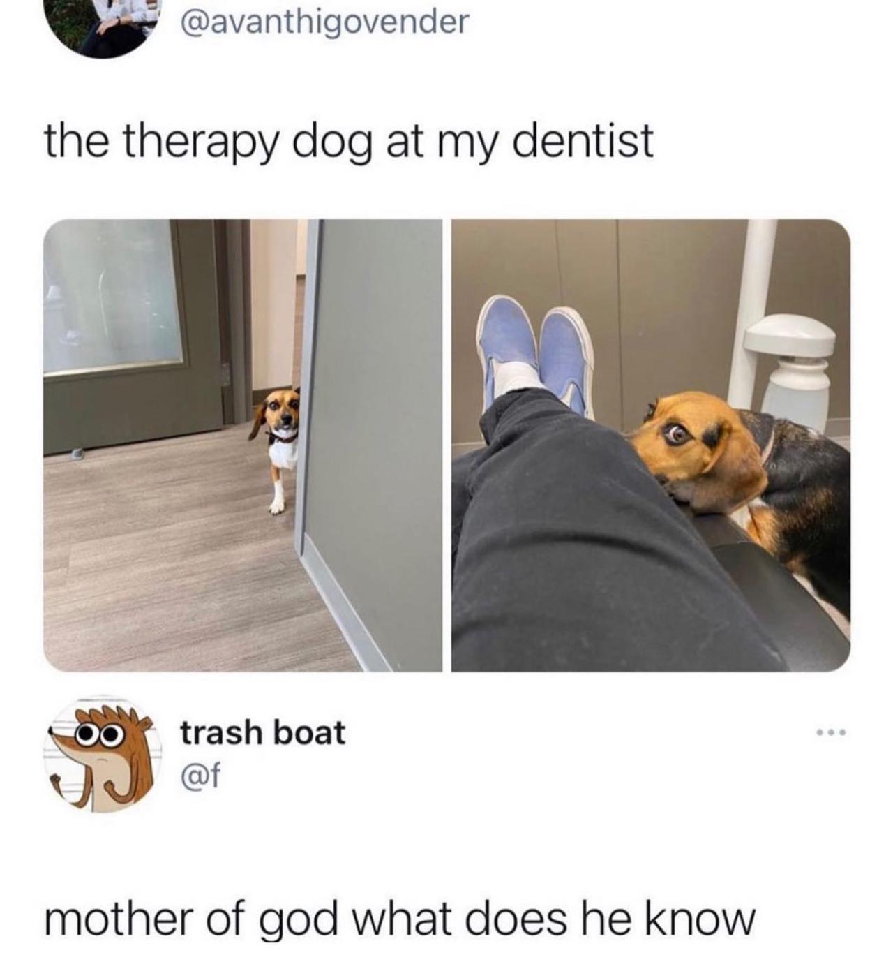 @someones.therapist 🐶  Kaynak