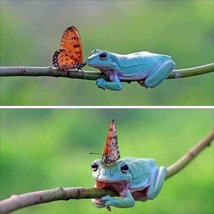 🐸Kurbağa ve Kelebeğin...