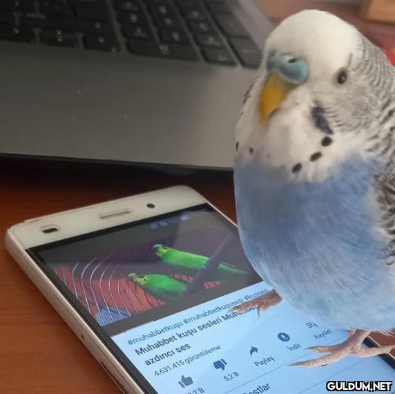 “Komik mi” 🐦  ...