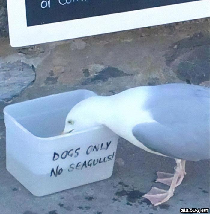 Yasaklar çiğnenmek içindir...
