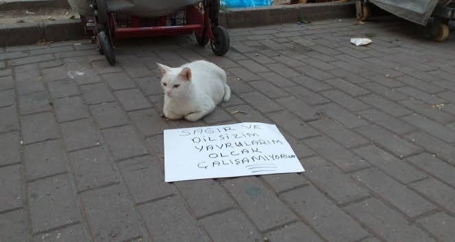 Aynen Türkiye'de kedi...