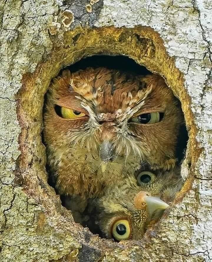 🦉Baykuş ve meraklı yavrusu...
