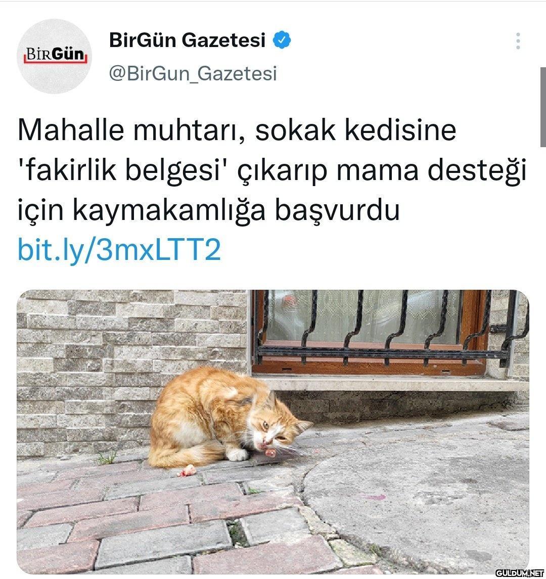 Mahalle muhtarları nasıl...