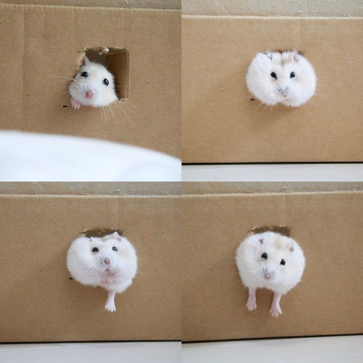 Help me, step-hamster. I'm...