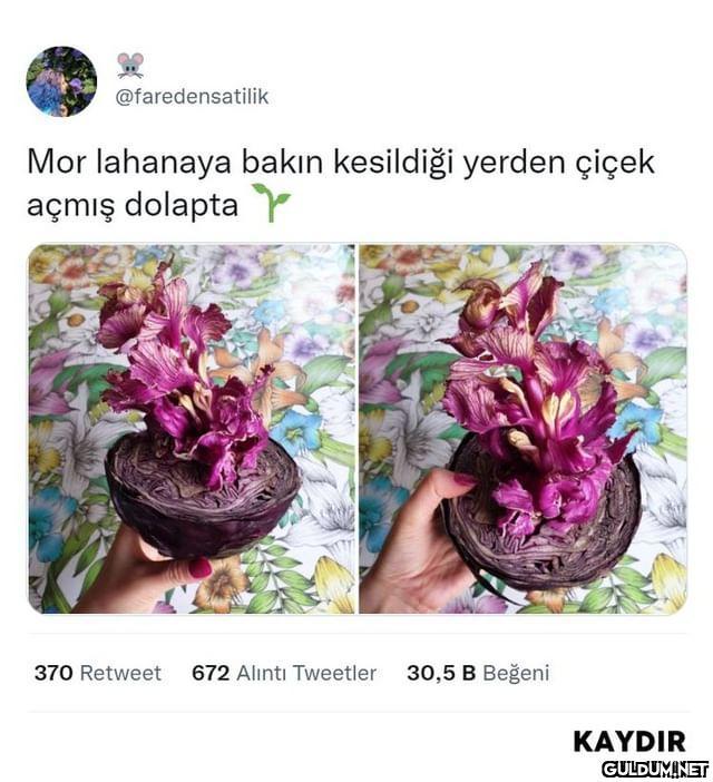 @faredensatilik Mor...