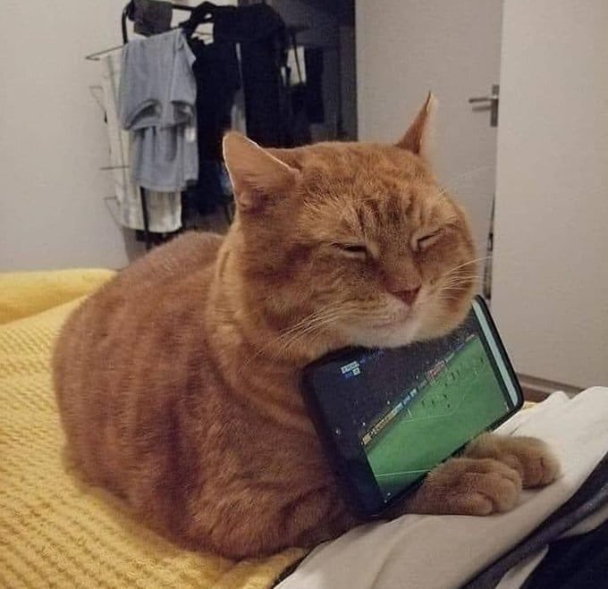 Şöyle bi kedi lazım...