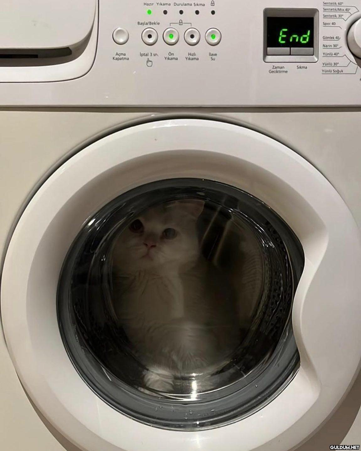 Beyazlar daha beyaz 🐱  ...