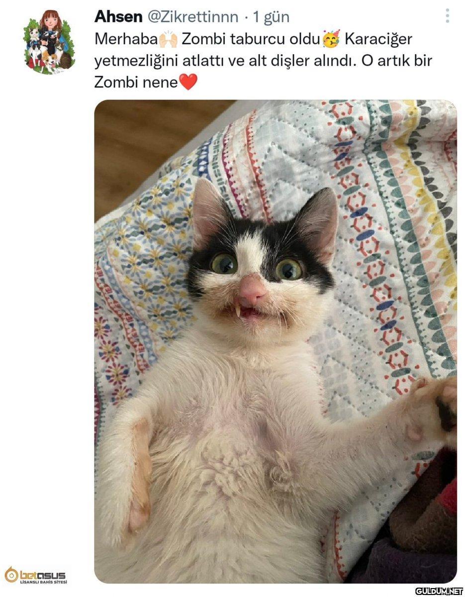 Kedilerin en güzeli ☺️...
