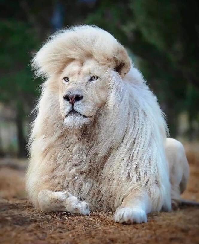 🦁Yakışıklı...