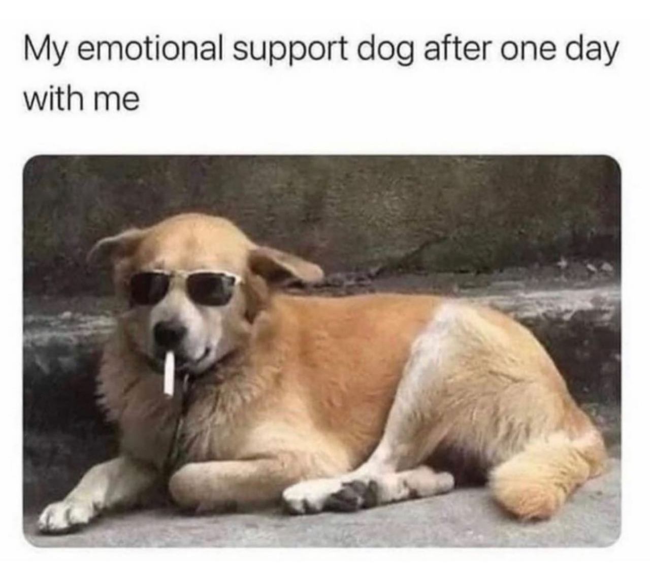 @thingsiwantok 🐶  Kaynak