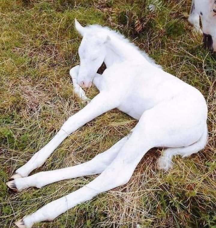 ⚪Albino bir Tay...