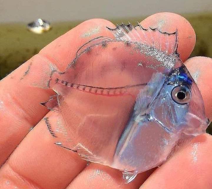 🐟Yarı saydam bir Cerrah...