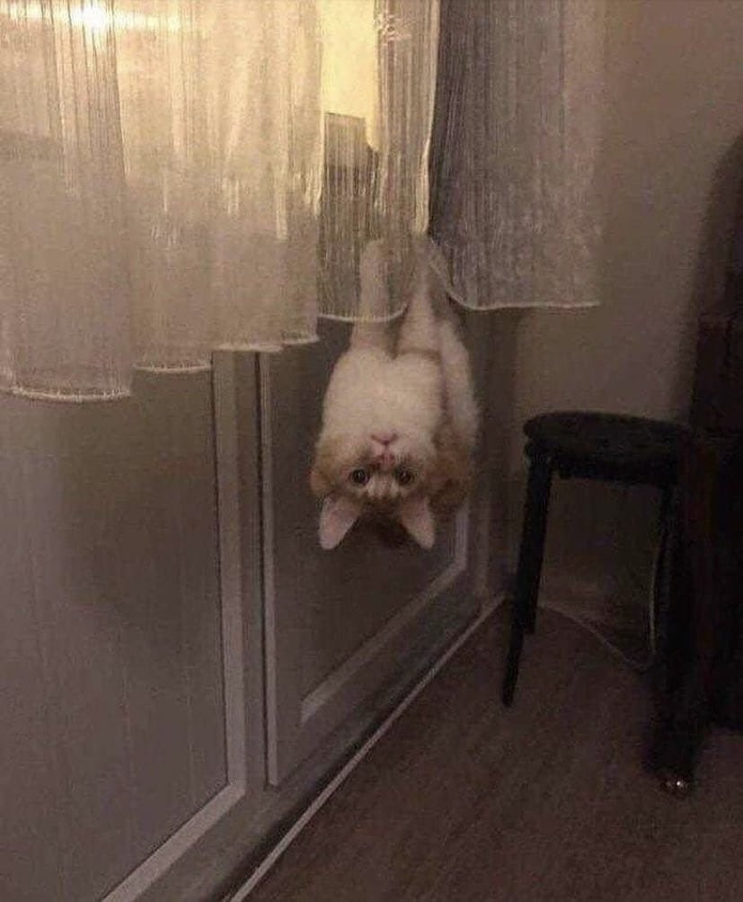 Bitane normal kedi yok...