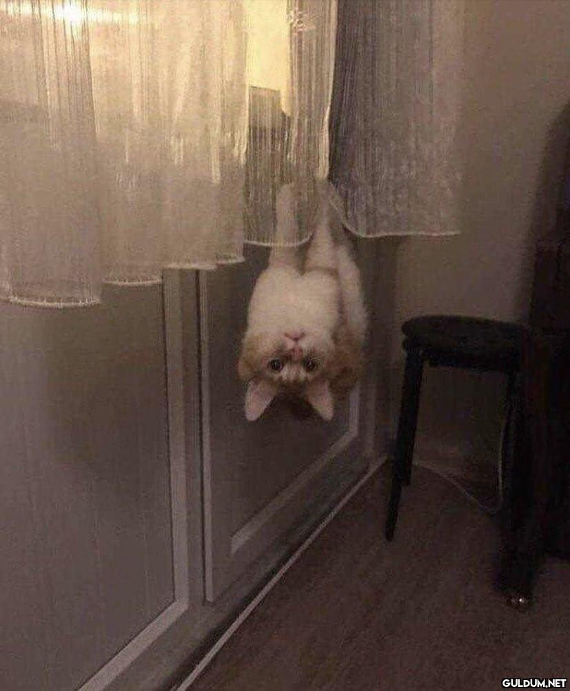 Bitane normal kedi yok...