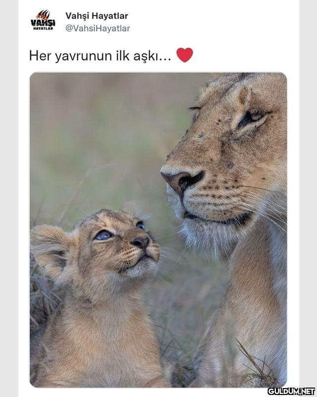 [📷 @wildlife_wide_open]  ...