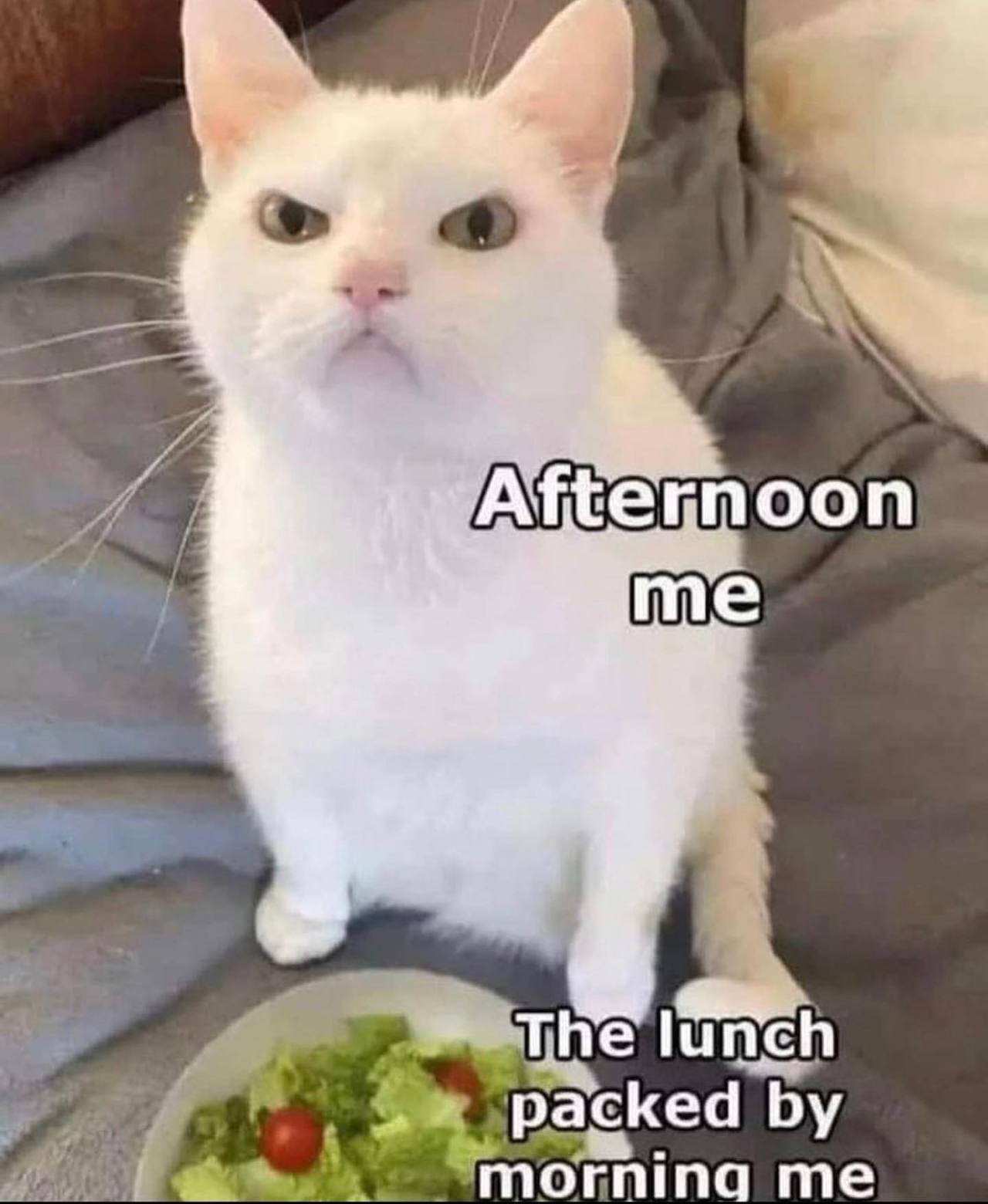 @eat_trsh 🥗🐈  Kaynak