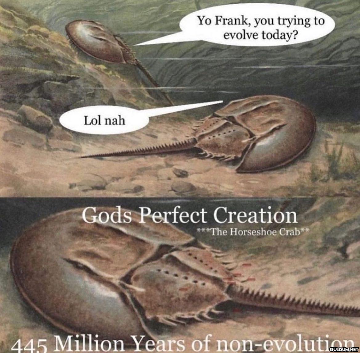 Yo Frank, you trying to...