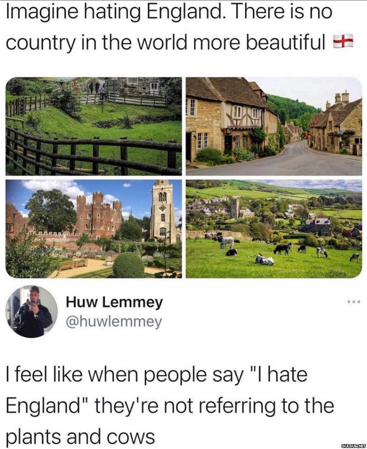 Lovely cows  Imagine...