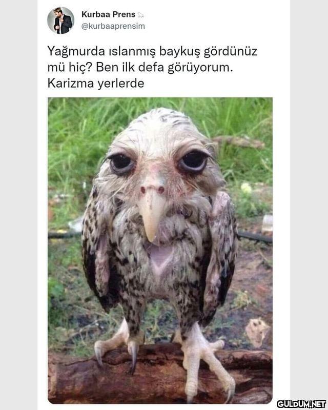 Kurbaa Prens...