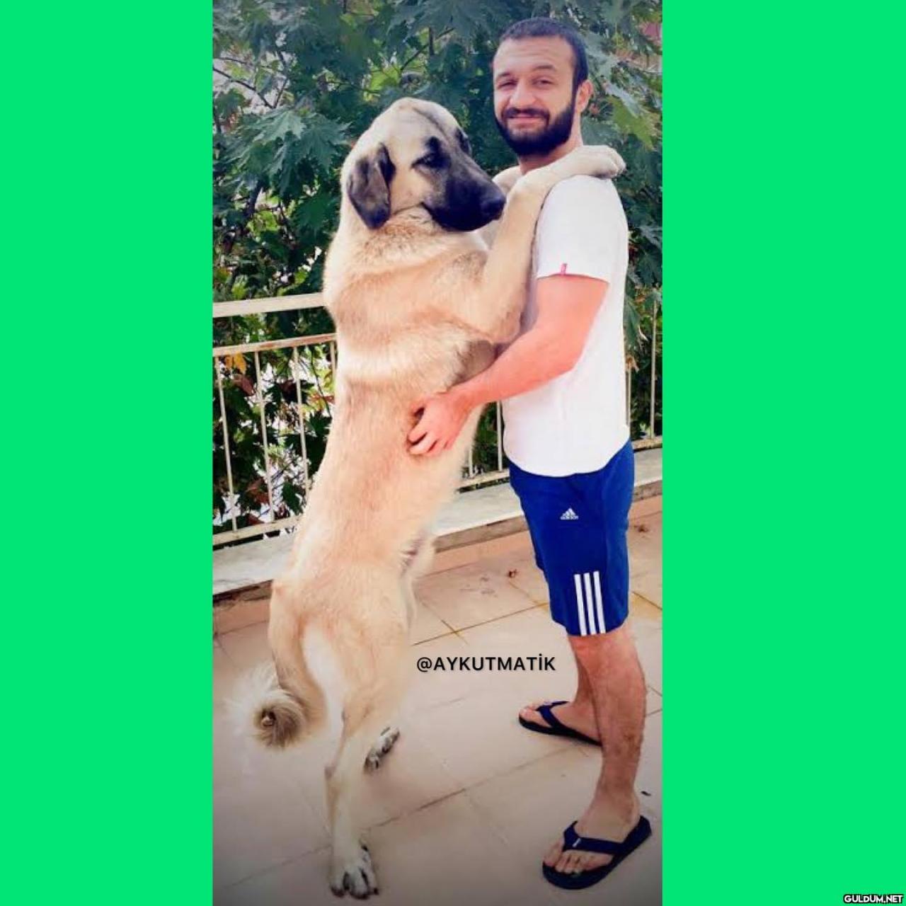 Aykut Elmas vs Hayvan...