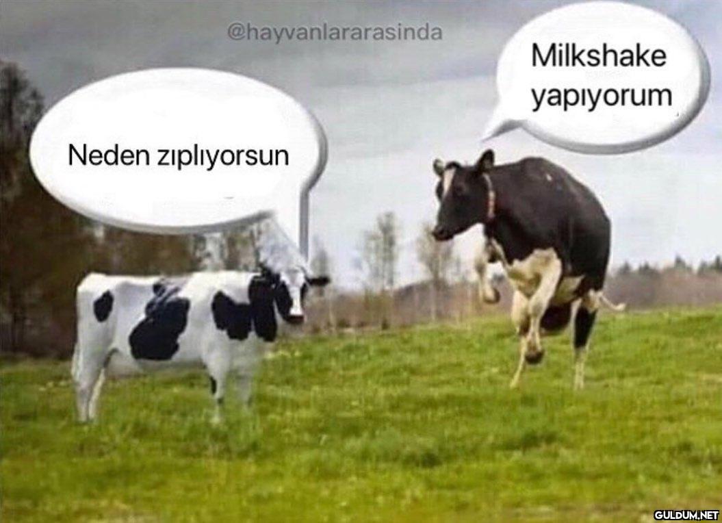 @hayvanlararasinda...