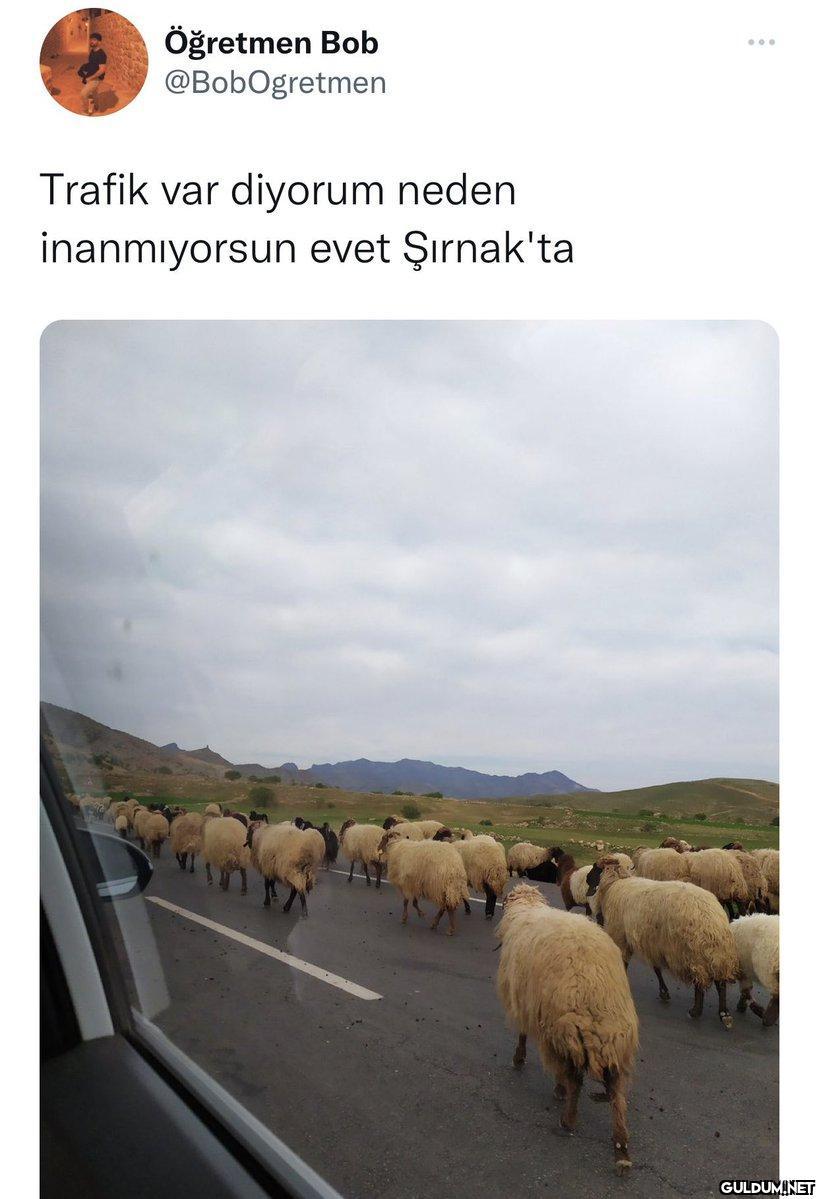Öğretmen Bob @BobOgretmen...