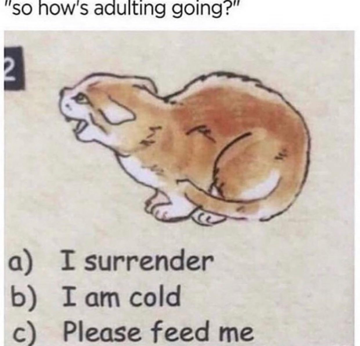 @thingsiwantok 🐈  Kaynak