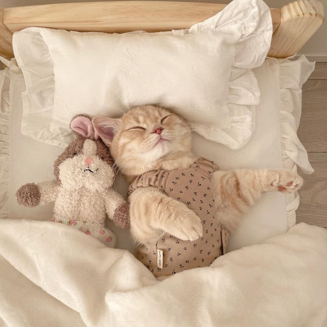 Can't sleep without meow...
