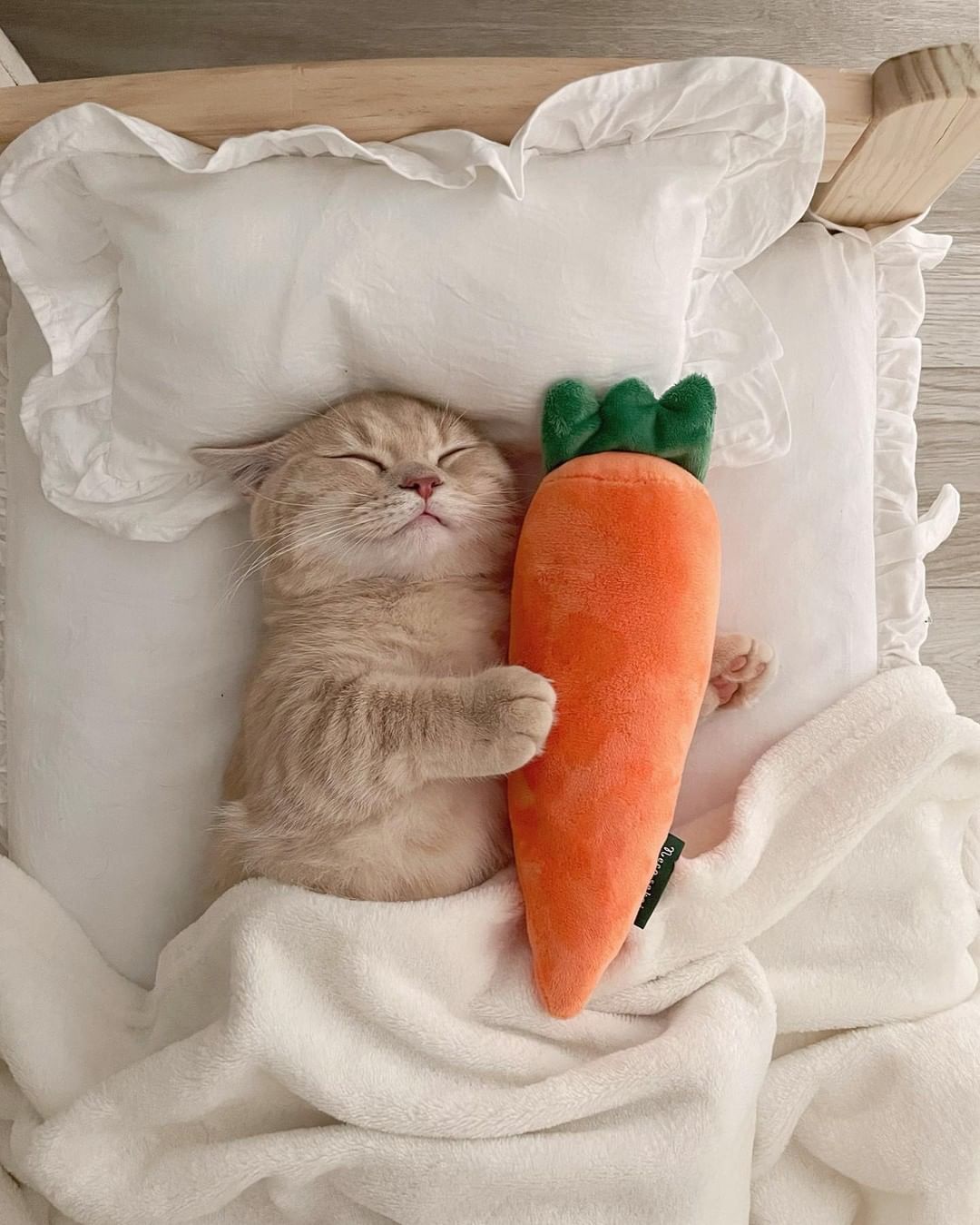 Can't sleep without meow...