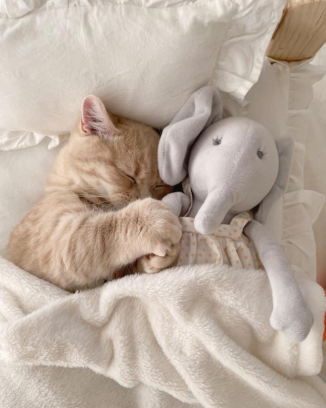 Can't sleep without meow...