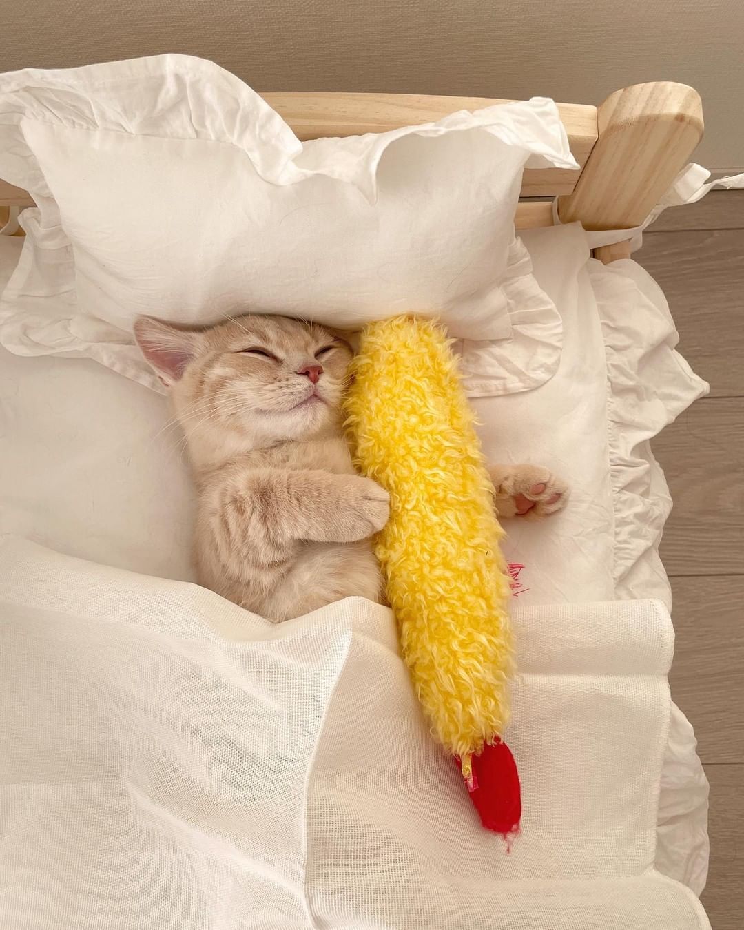 Can't sleep without meow...