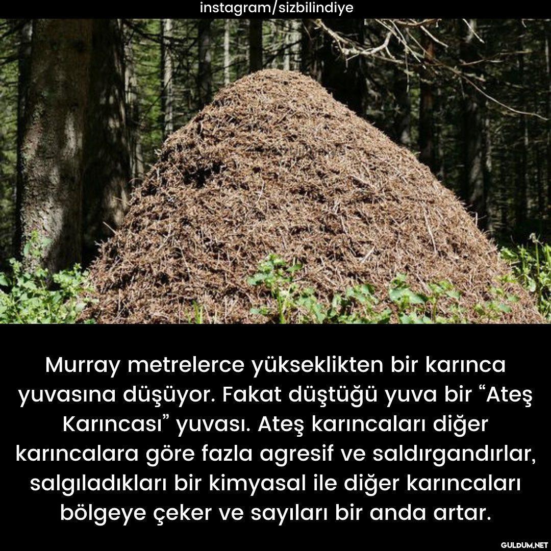 Yine gerçek bir yaşanmış...
