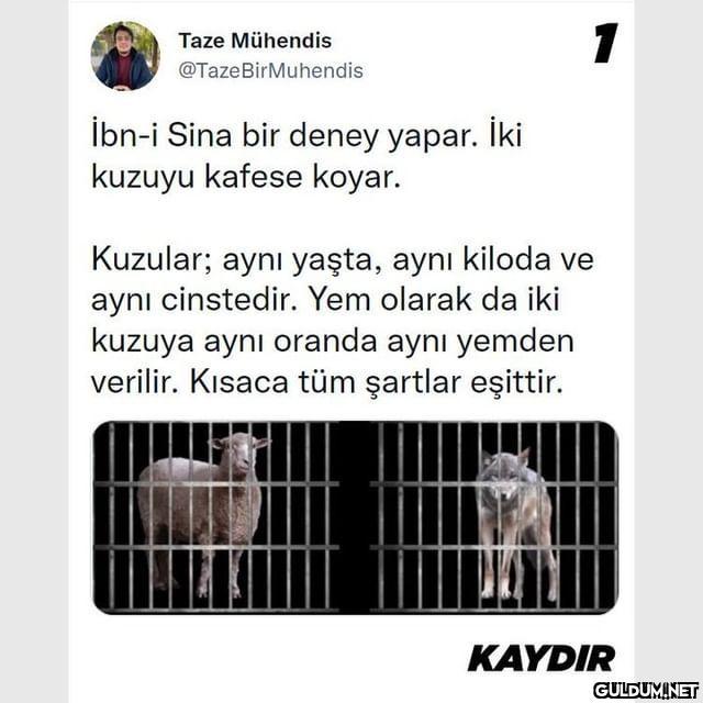 1 Taze Mühendis...