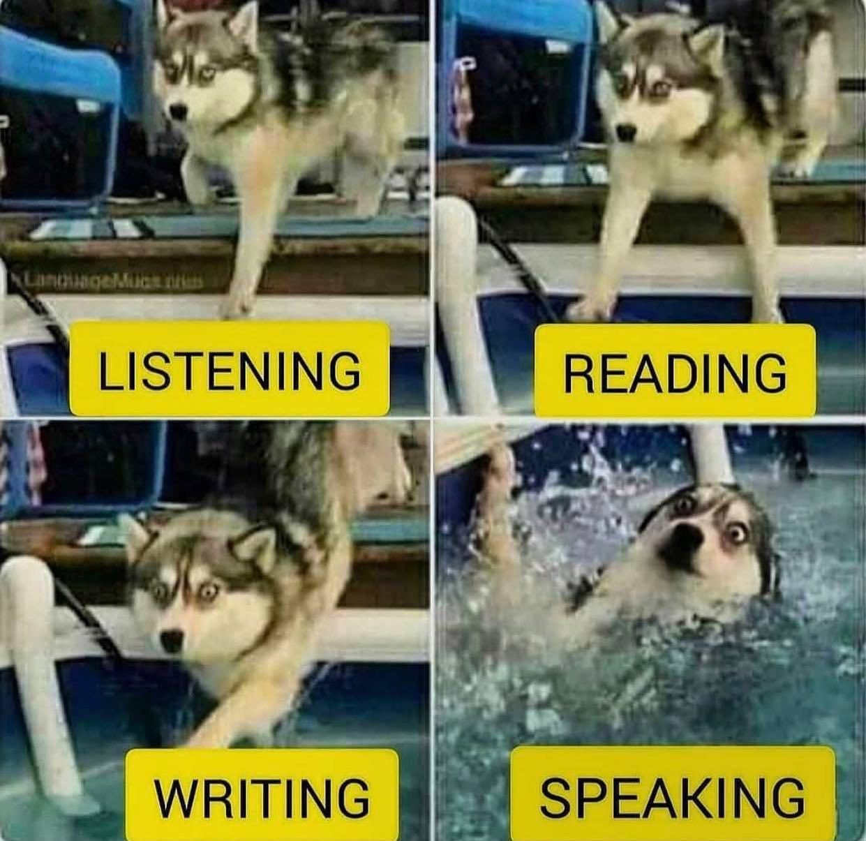 @iamcringeok 🌊🐄  Kaynak