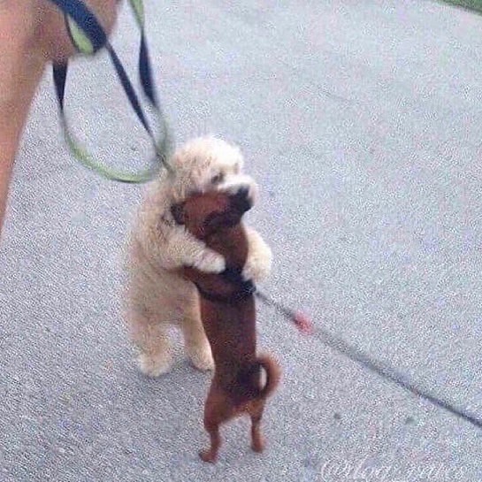 @iamcringeok 🐶  Kaynak
