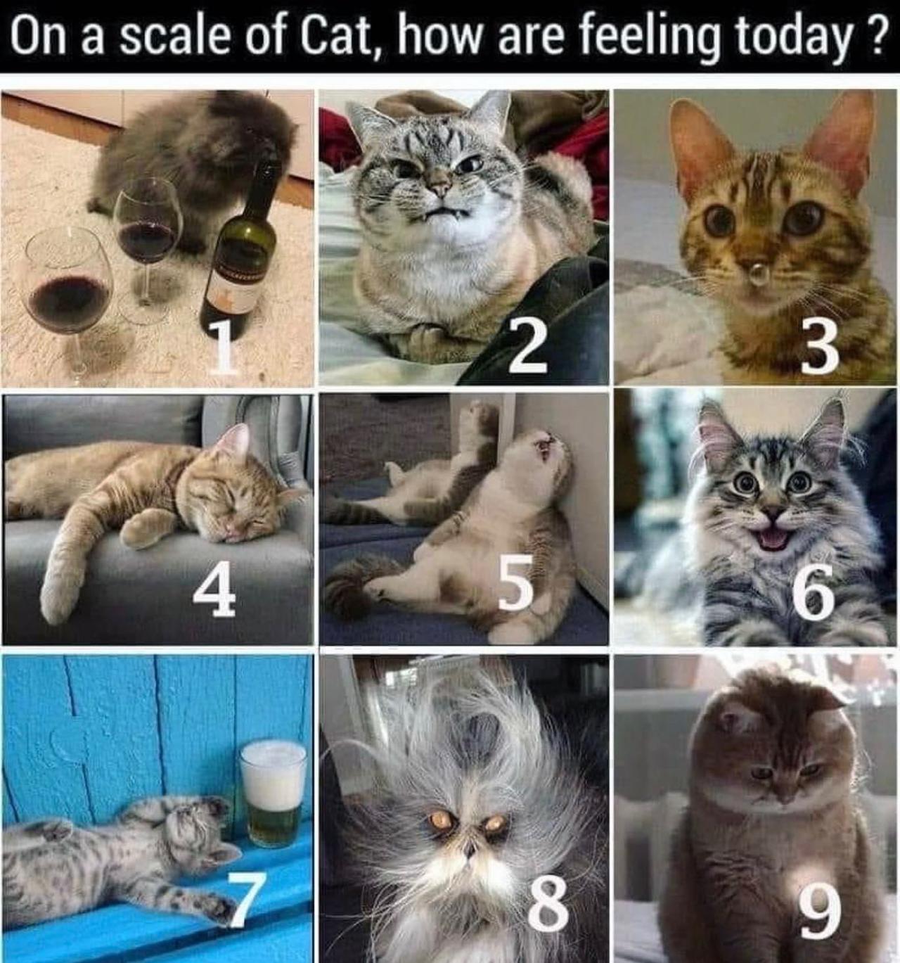 @whyfallinlove.lol 🐈  Kaynak