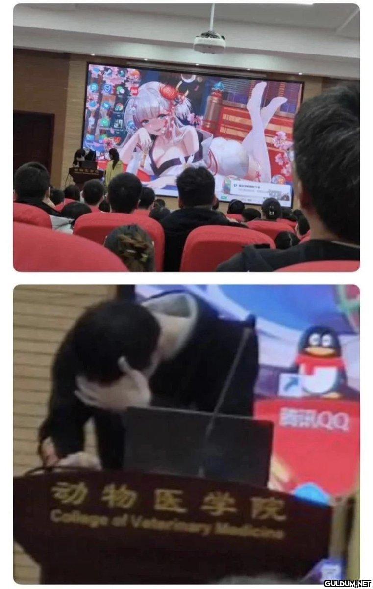 腾讯QQ 动物医学皮 College of...