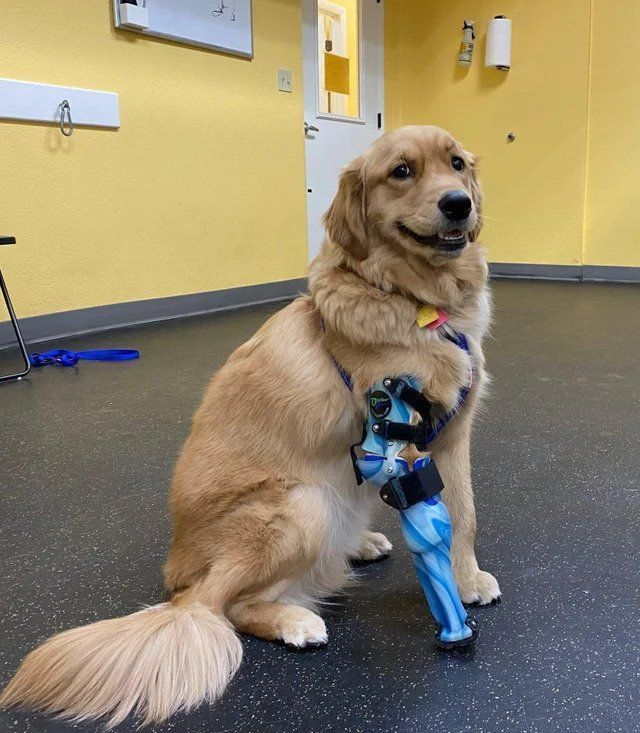Cybork 📸 @orthopets - #dog...